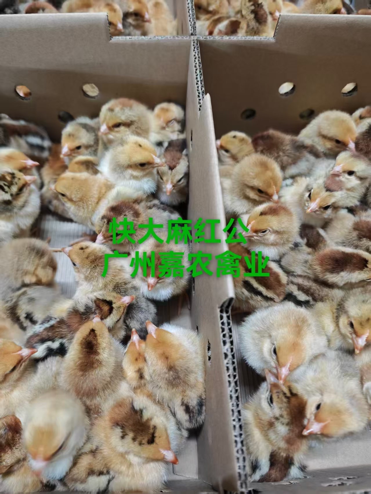 快 大麻紅公廠家-價(jià)格-供應(yīng)商 快 大麻紅公圖片