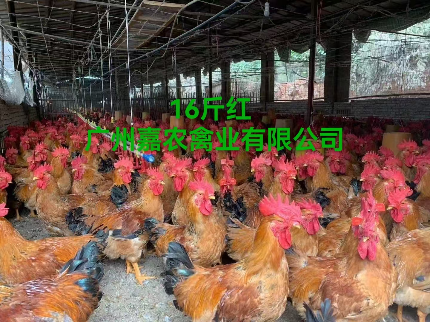 吉林快大16斤紅廠家-價(jià)格-供應(yīng)商圖片