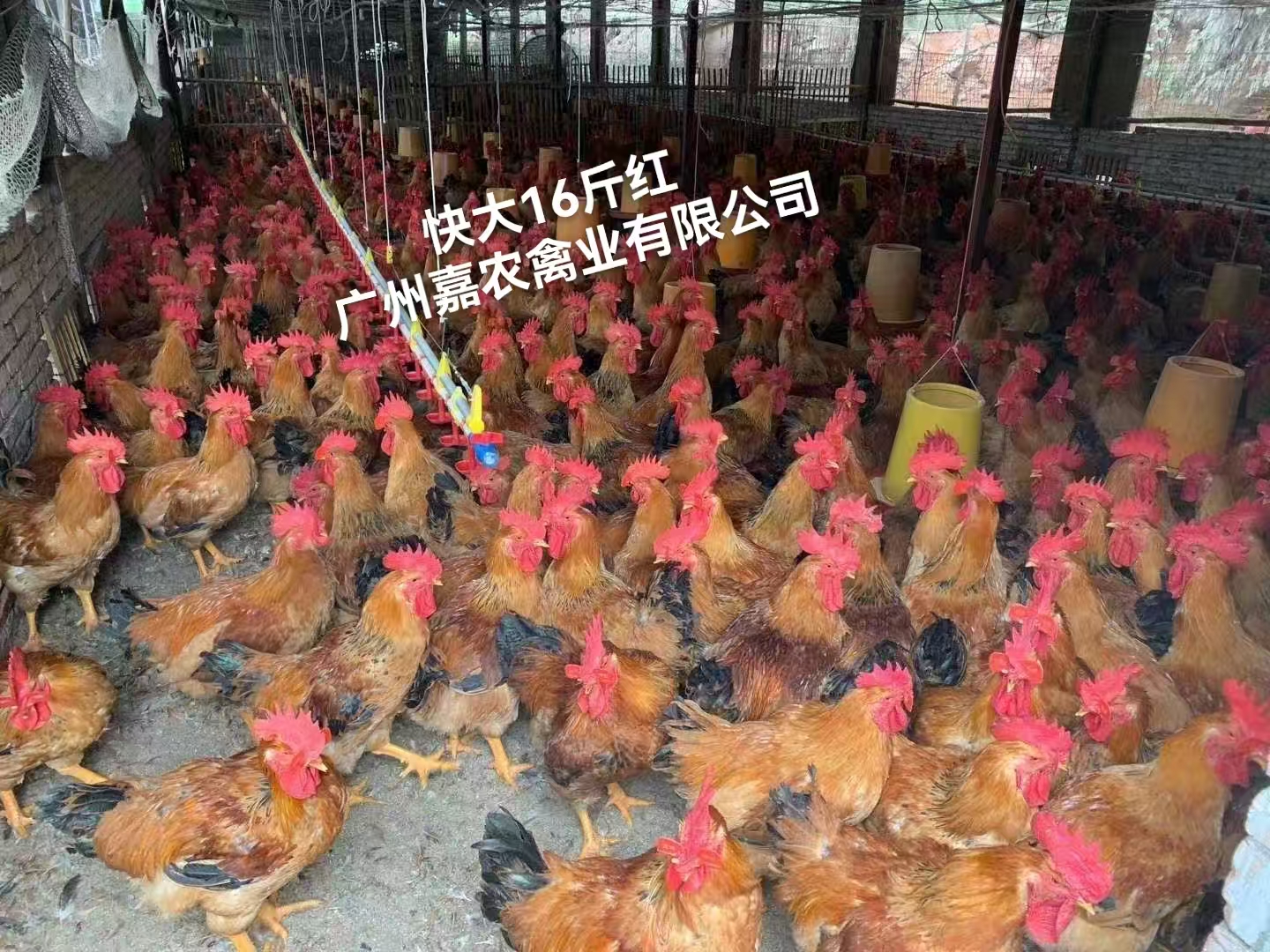 吉林快大16斤紅廠家-價(jià)格-供應(yīng)商