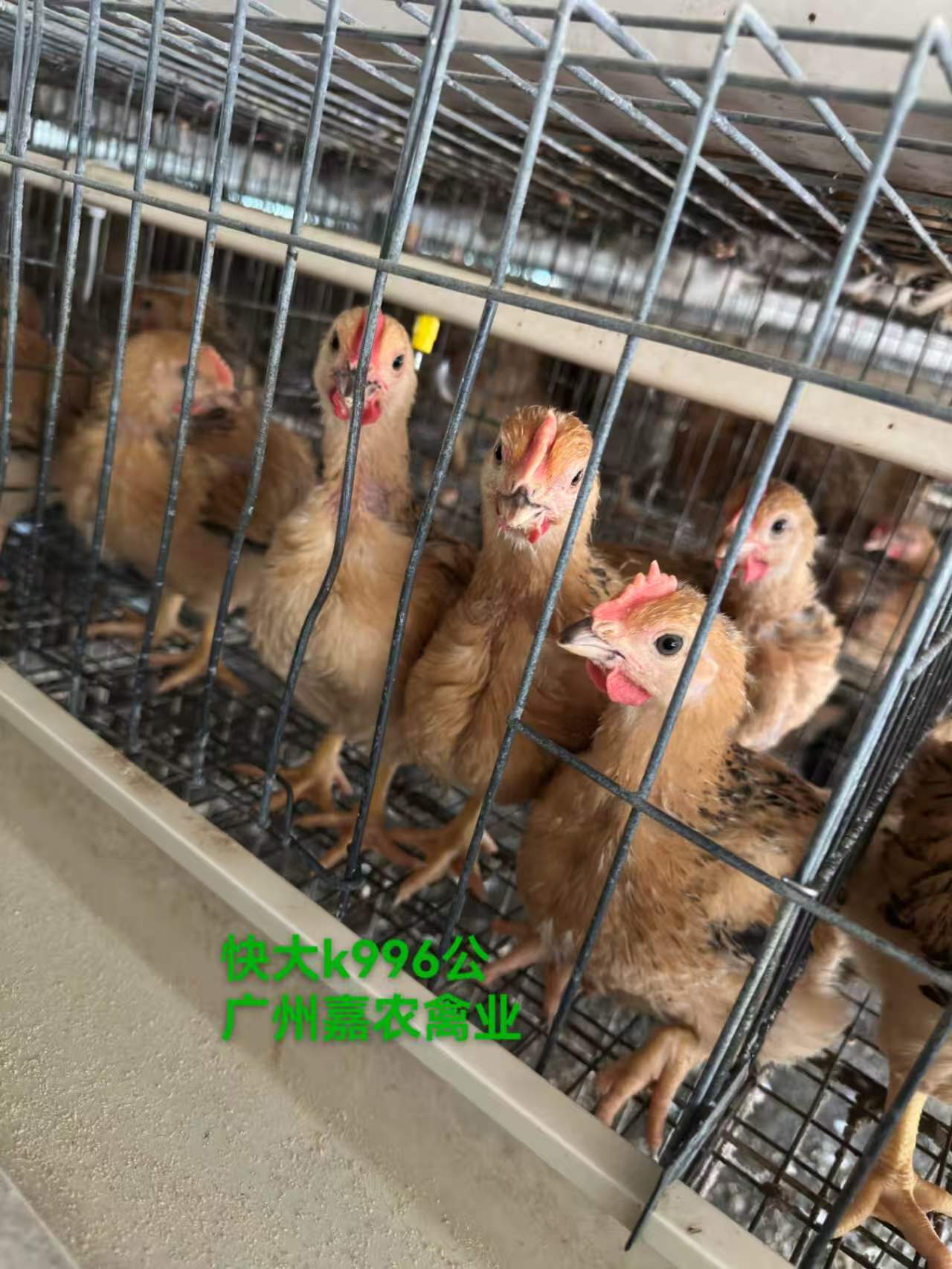 快大k996廠家-價(jià)格-供應(yīng)商圖片