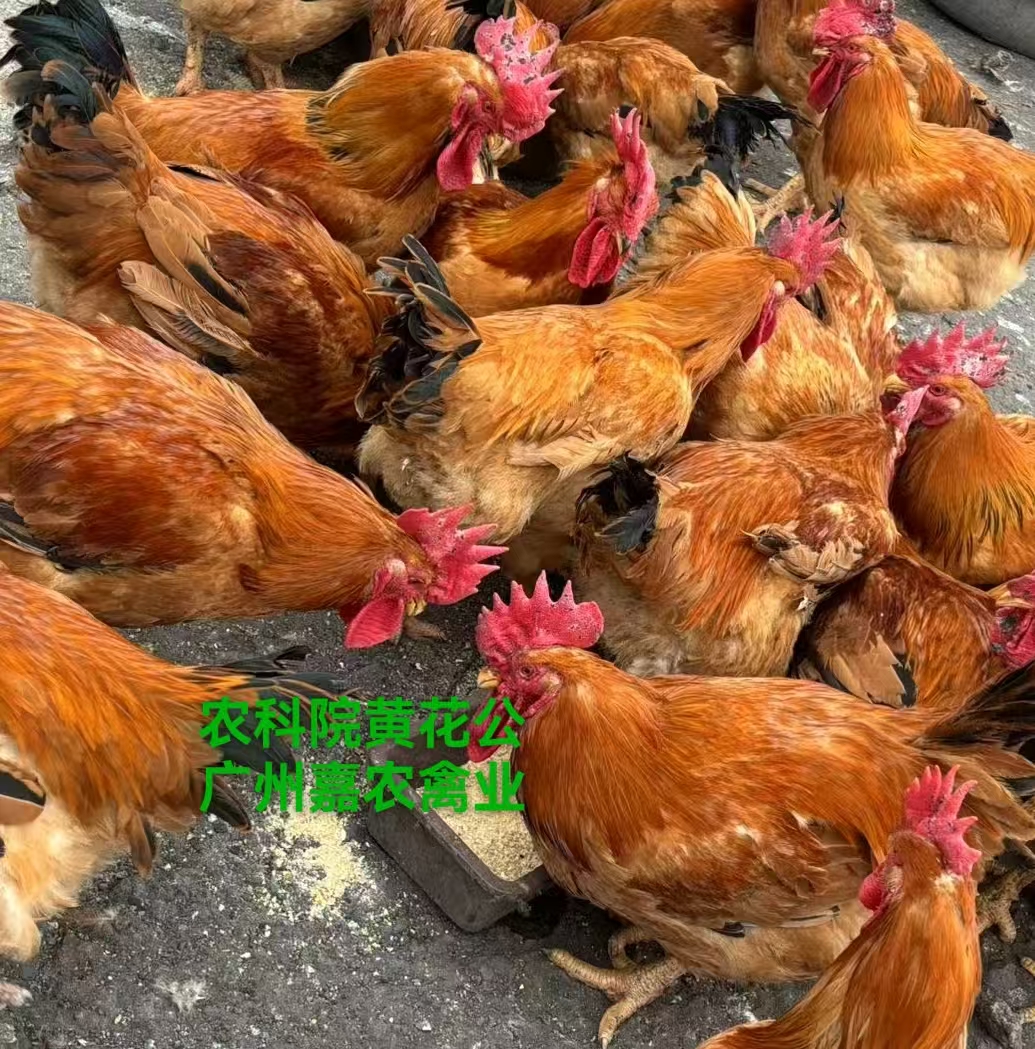 農(nóng)科院黃花公廠家-價(jià)格-供應(yīng)商圖片