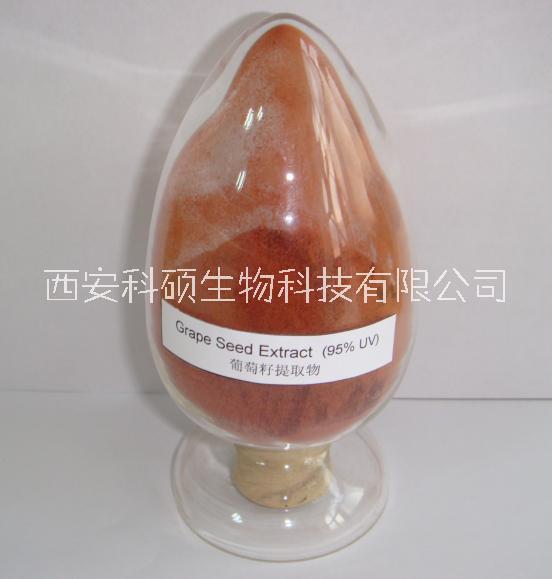 科碩生物葡萄籽提取物95%原花青素