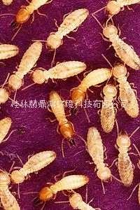 桂林赫鼎鴻滅鼠公司滅蟑螂服務滅白蟻