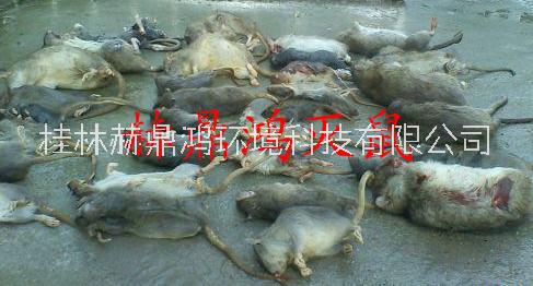 供應(yīng)桂林白蟻防治滅蚊蠅滅蟑螂滅鼠賓館滅白蟻酒店滅白蟻滅鼠方法 桂林白蟻防治滅蚊蠅滅蟑螂滅鼠