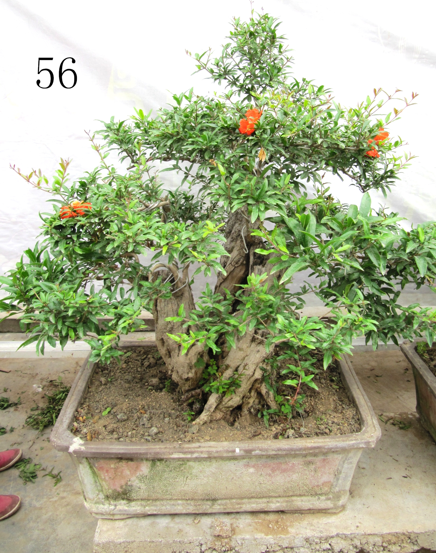 石榴盆景，石榴苗木