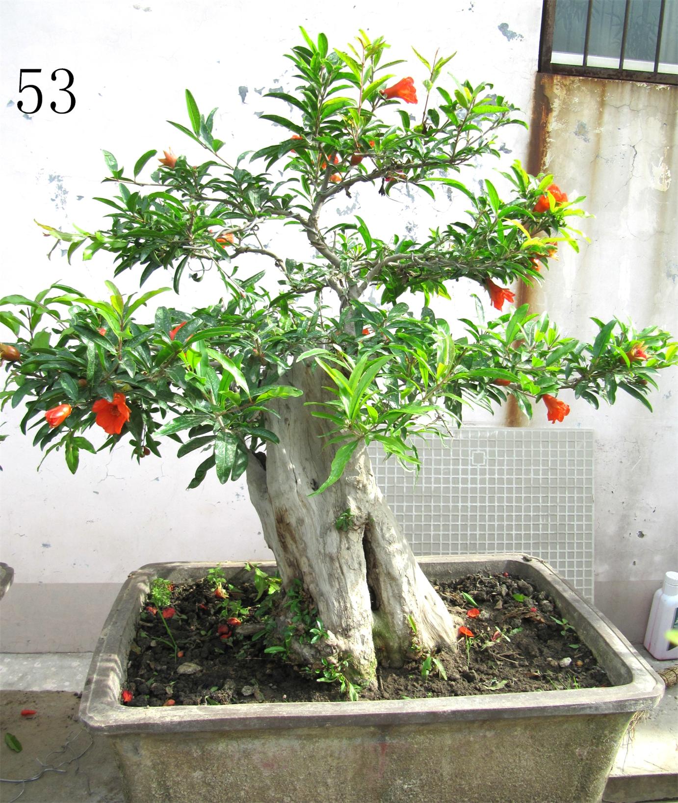 石榴盆景，石榴苗木