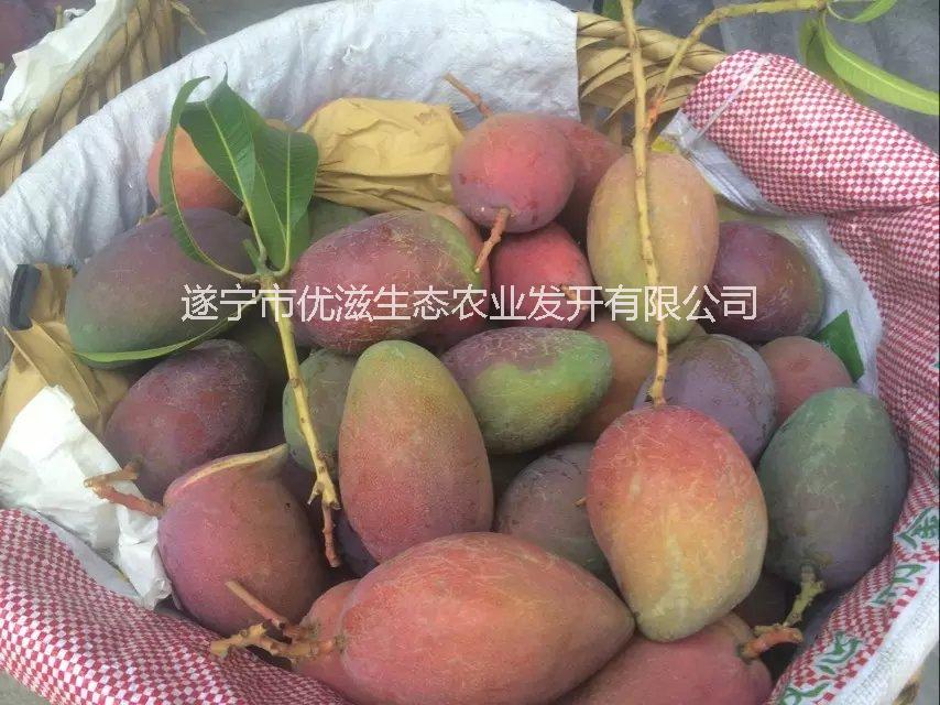 攀枝花芒果批發(fā)價(jià)格/凱特芒果包郵