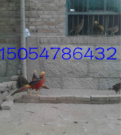 供應(yīng)紅腹錦雞養(yǎng)殖，及紅腹錦雞的價格