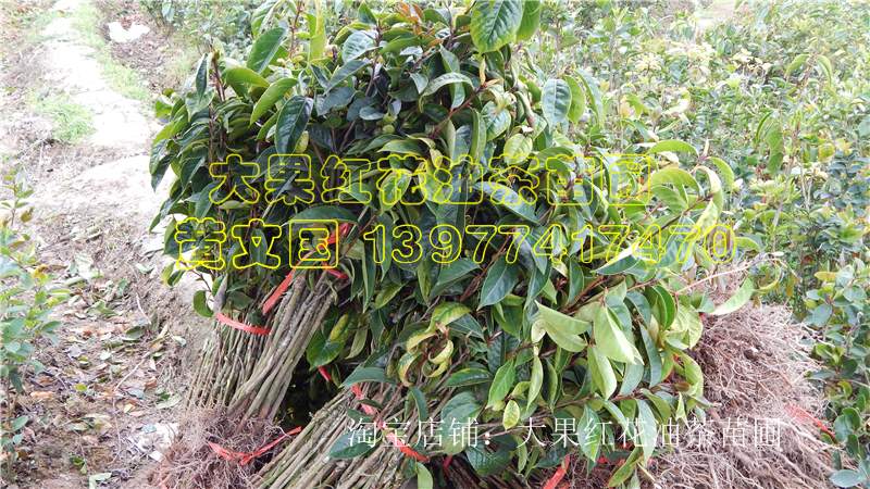 供應(yīng)大果紅花油茶樹苗2A，廣西大果紅花油茶樹苗2A，藤縣大果紅花油茶樹苗2A