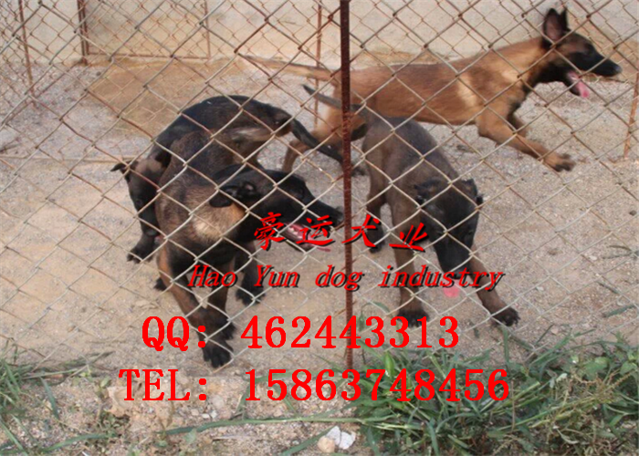 供應(yīng)哪里有賣(mài)馬犬的？朝陽(yáng)市馬犬幼犬