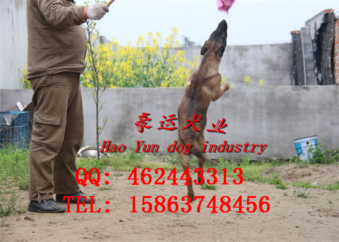 供應哪里有賣馬犬的？鐵嶺市馬犬幼犬