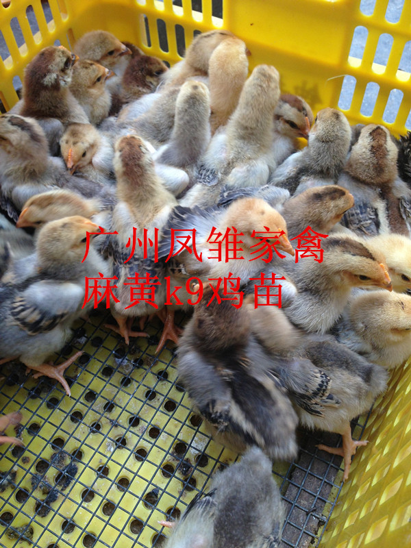 供應(yīng)麻雞苗/麻黃雞苗