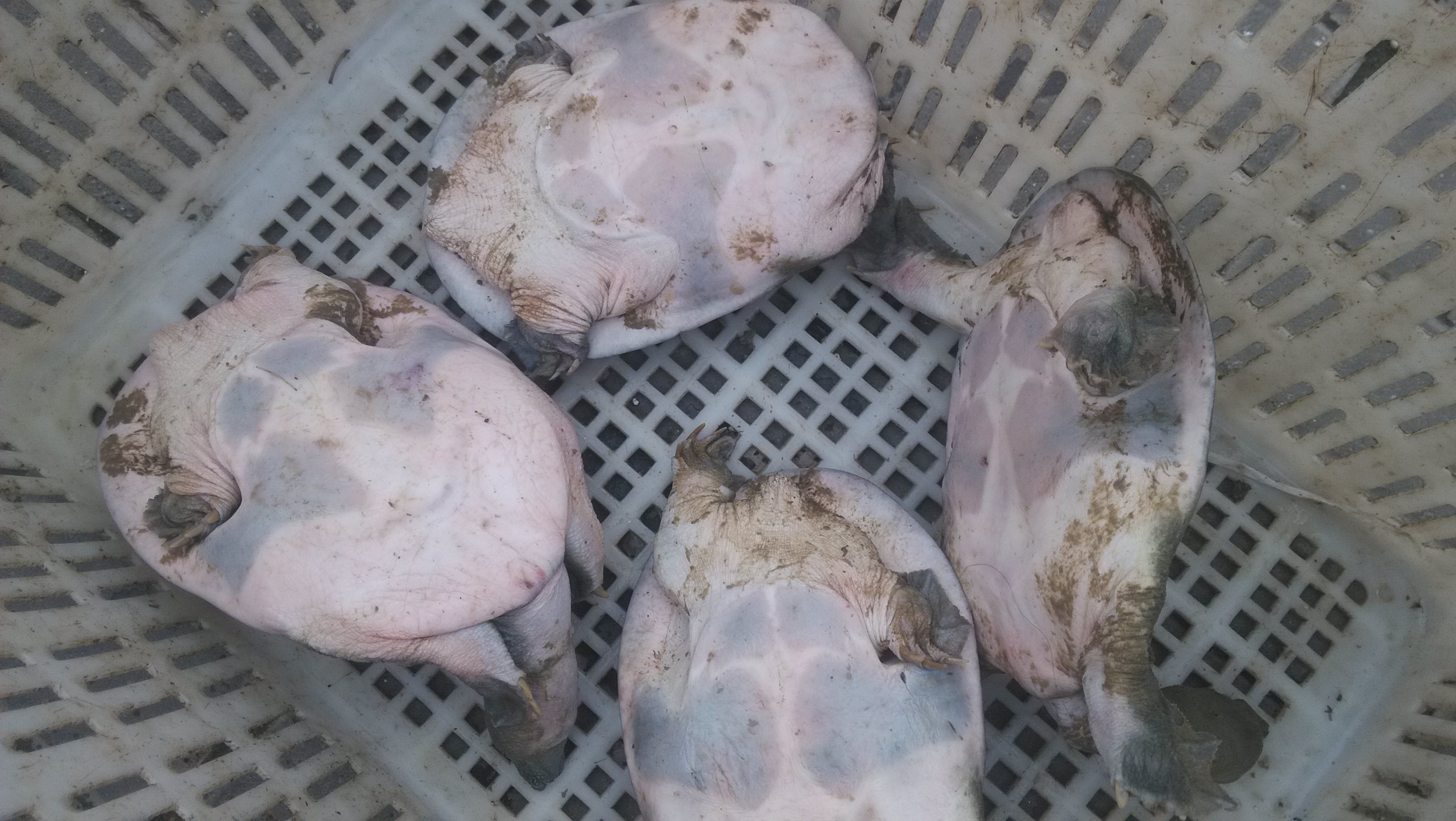 供應(yīng)中華鱉批發(fā)，湖南漢壽中華鱉批發(fā)，湖南中華鱉養(yǎng)殖基地價(jià)格