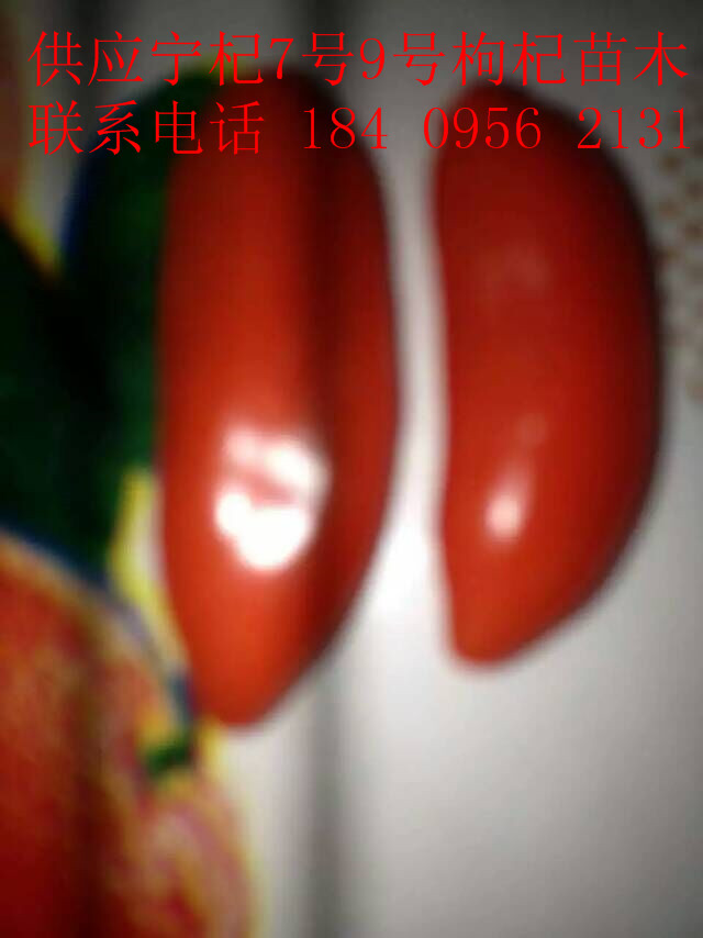 供應(yīng)寧夏固原枸杞苗0207寧杞7號(hào)寧杞9號(hào)