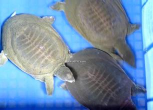 供應(yīng)廣東水魚苗