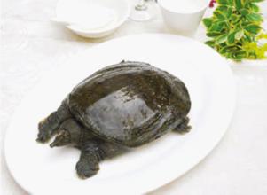 供應(yīng)廣東水魚苗