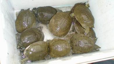 供應(yīng)廣東羅定水魚