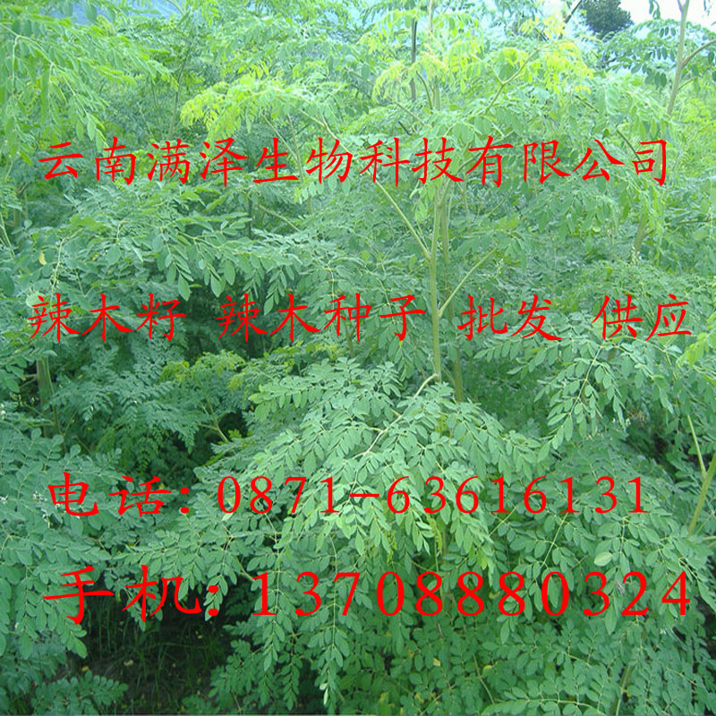 辣木籽的價(jià)格%辣木籽的市場(chǎng)價(jià)%辣木籽的價(jià)格與功效