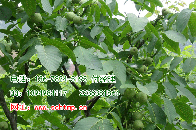 供應(yīng)用于產(chǎn)果|增加經(jīng)濟(jì)收入的內(nèi)江核桃苗
