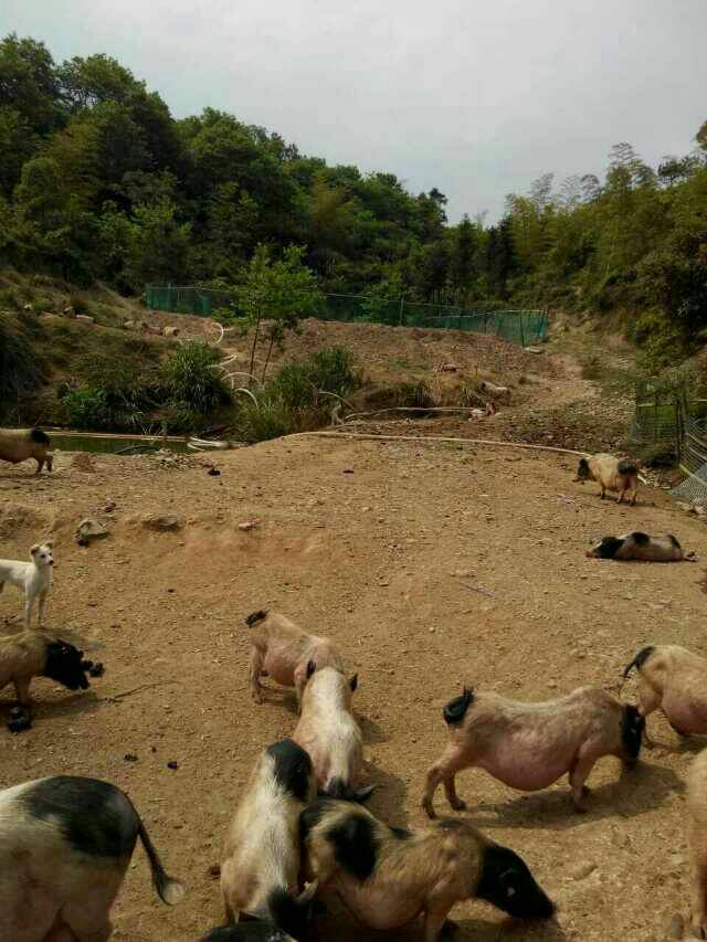 供應巴馬*寵物養(yǎng)殖迷你豬**