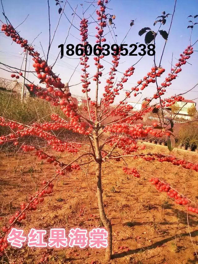 供應(yīng)冬紅果，冬紅果小苗木，中國冬紅果海棠，山紅果海棠