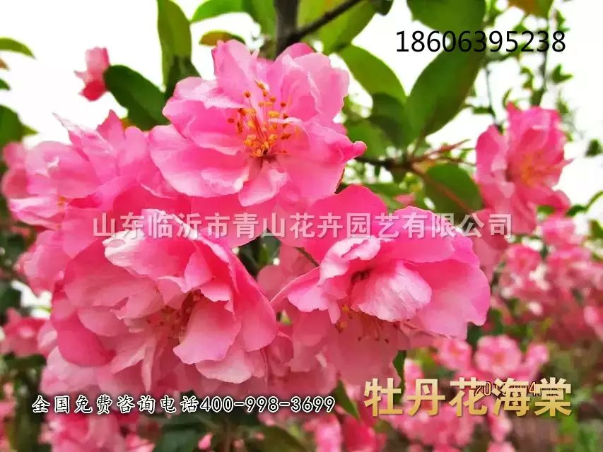 供應(yīng)北美海棠苗木種植基地/ 魯南大型花卉苗木繁育基地