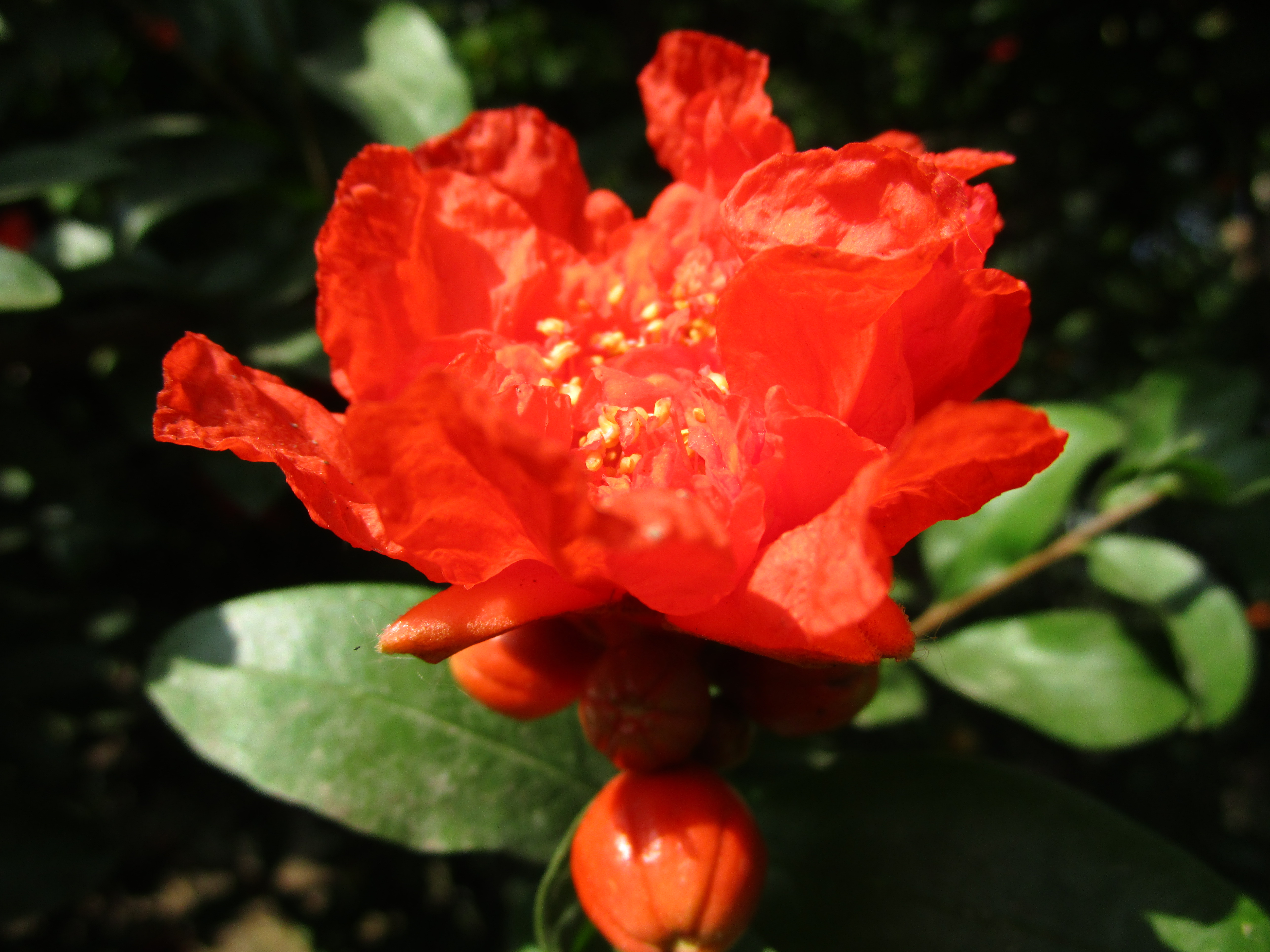 供應(yīng)大量供應(yīng)石榴樹苗，花石榴。牡丹花石榴。果石榴