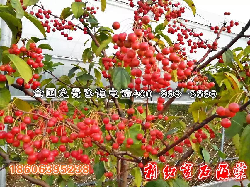 供應(yīng)用于的*雨點(diǎn)海棠的葉是紅色的嗎？*雨點(diǎn)果子有多大？