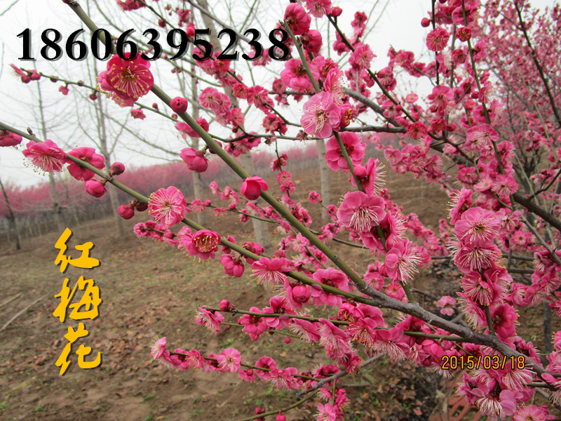 供應(yīng)櫻桃種子，櫻花種子，甜茶種子，木瓜種子