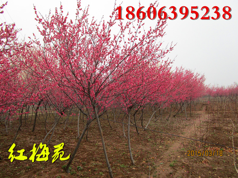 供應(yīng)紅葉李小苗，紅葉李大樹(shù)