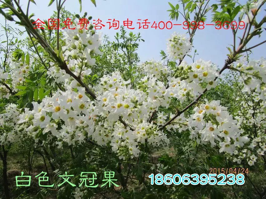 供應(yīng)油根子芽，流蘇種子，流蘇小苗，流蘇大樹