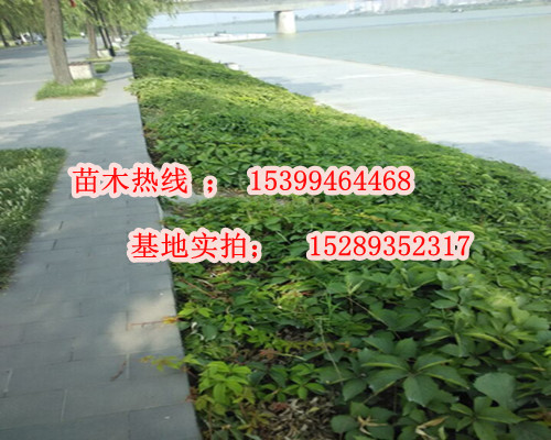 供應(yīng)爬山虎、遮蔭護(hù)坡攀藤爬山虎、大量降價批發(fā)爬山虎樹苗