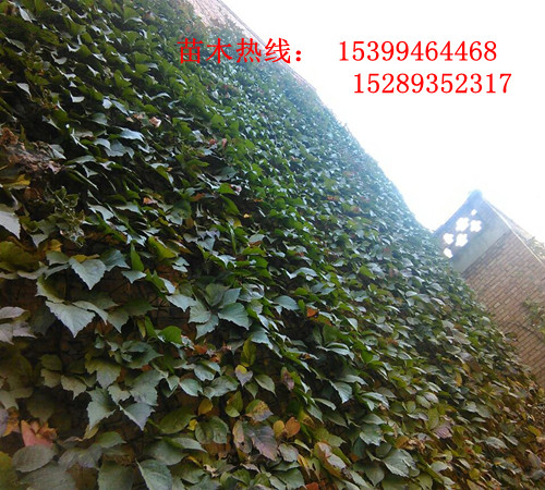 供應(yīng)爬山虎、遮蔭護(hù)坡攀藤爬山虎、大量降價批發(fā)爬山虎樹苗
