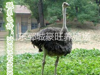 供應(yīng)用于的賺錢致富養(yǎng)鴕鳥