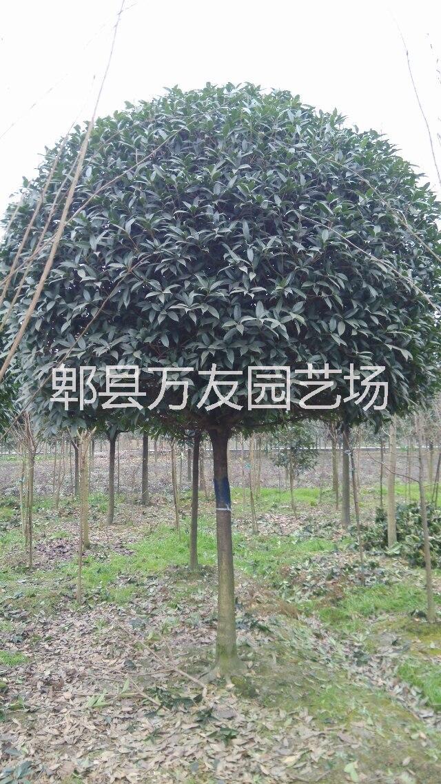 供應(yīng)高桿桂花哪里便宜/高桿桂花批發(fā)