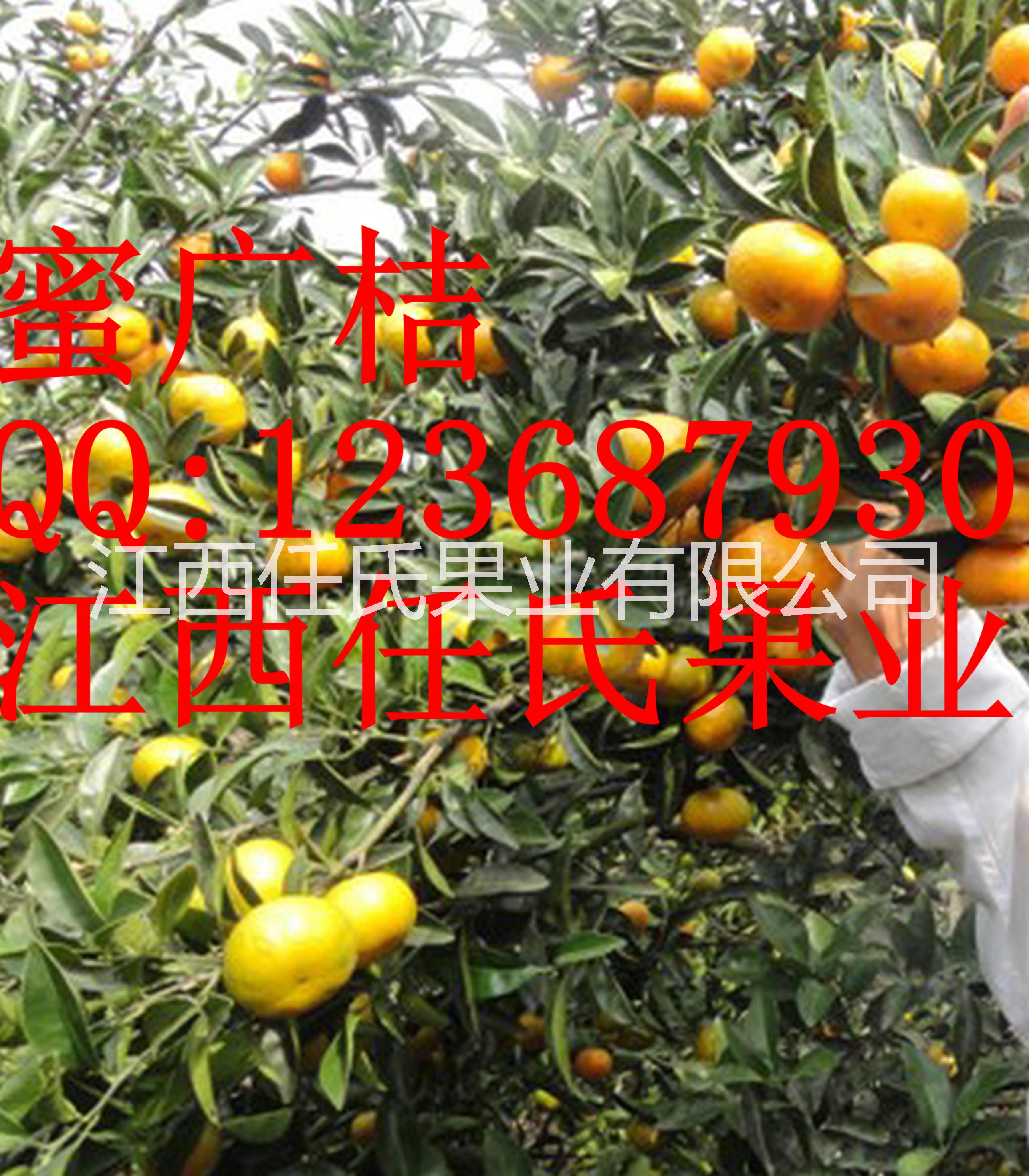 蜜廣苗 廣桔苗 廣柑苗 南豐蜜桔苗 南豐貢桔苗 蜜廣柑桔苗