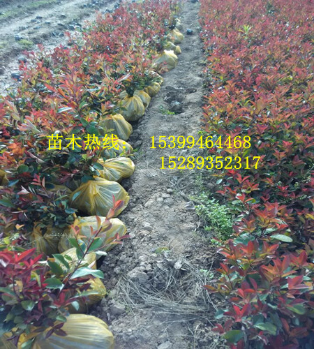 供應(yīng)營養(yǎng)杯紅葉石楠 營養(yǎng)杯紅葉石楠種植戶 營養(yǎng)杯紅葉石楠價格