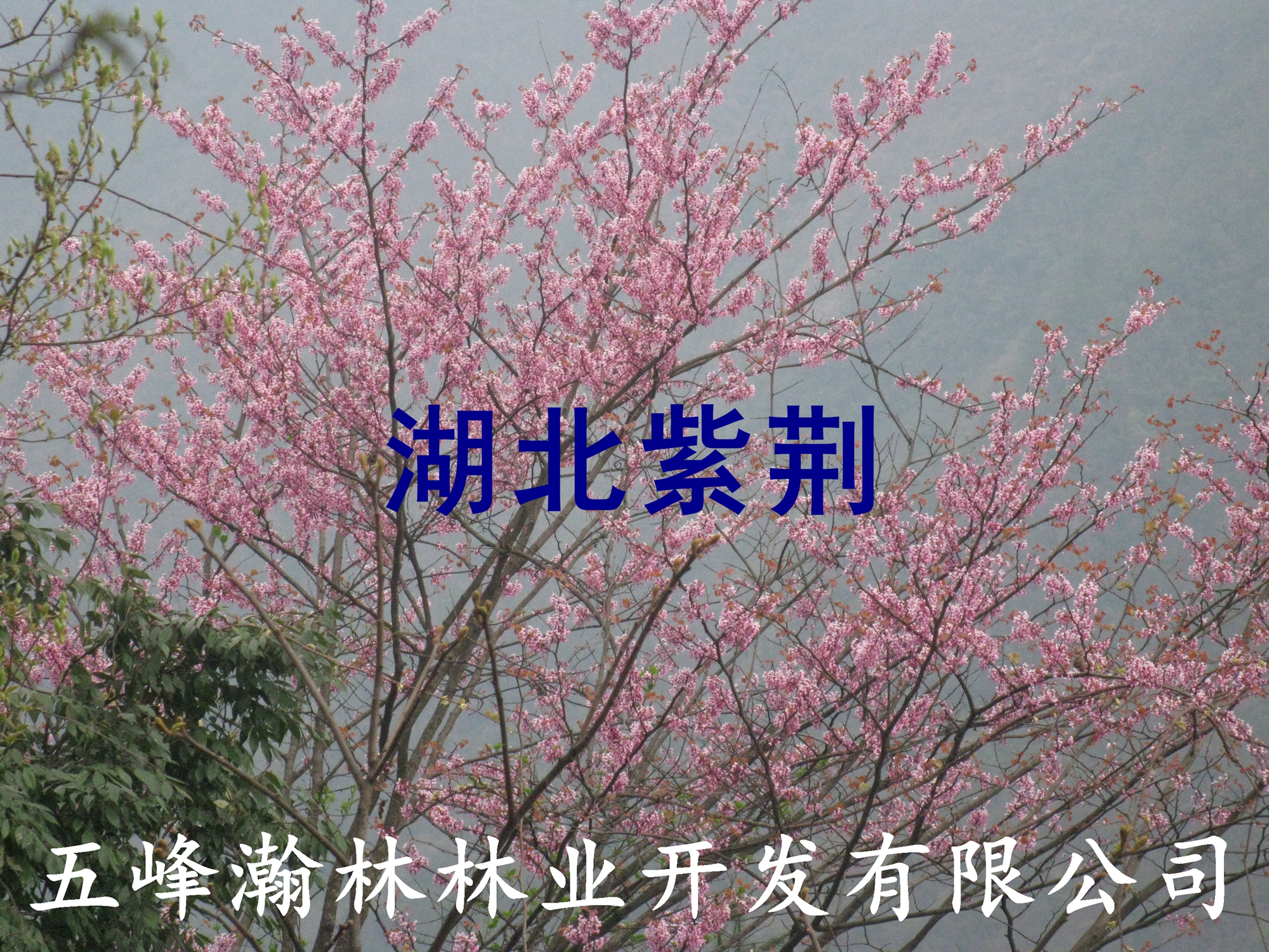 供應湖北紫荊種子