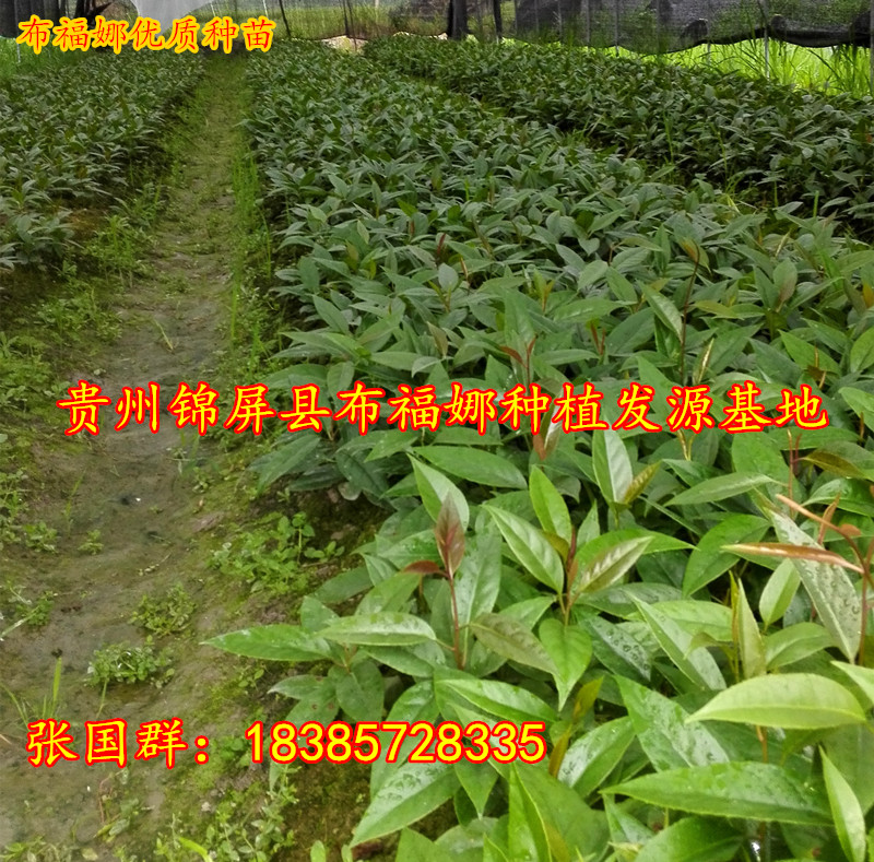 供應(yīng)神奇水果，神奇水果菠蘿葡萄，神奇水果布福娜