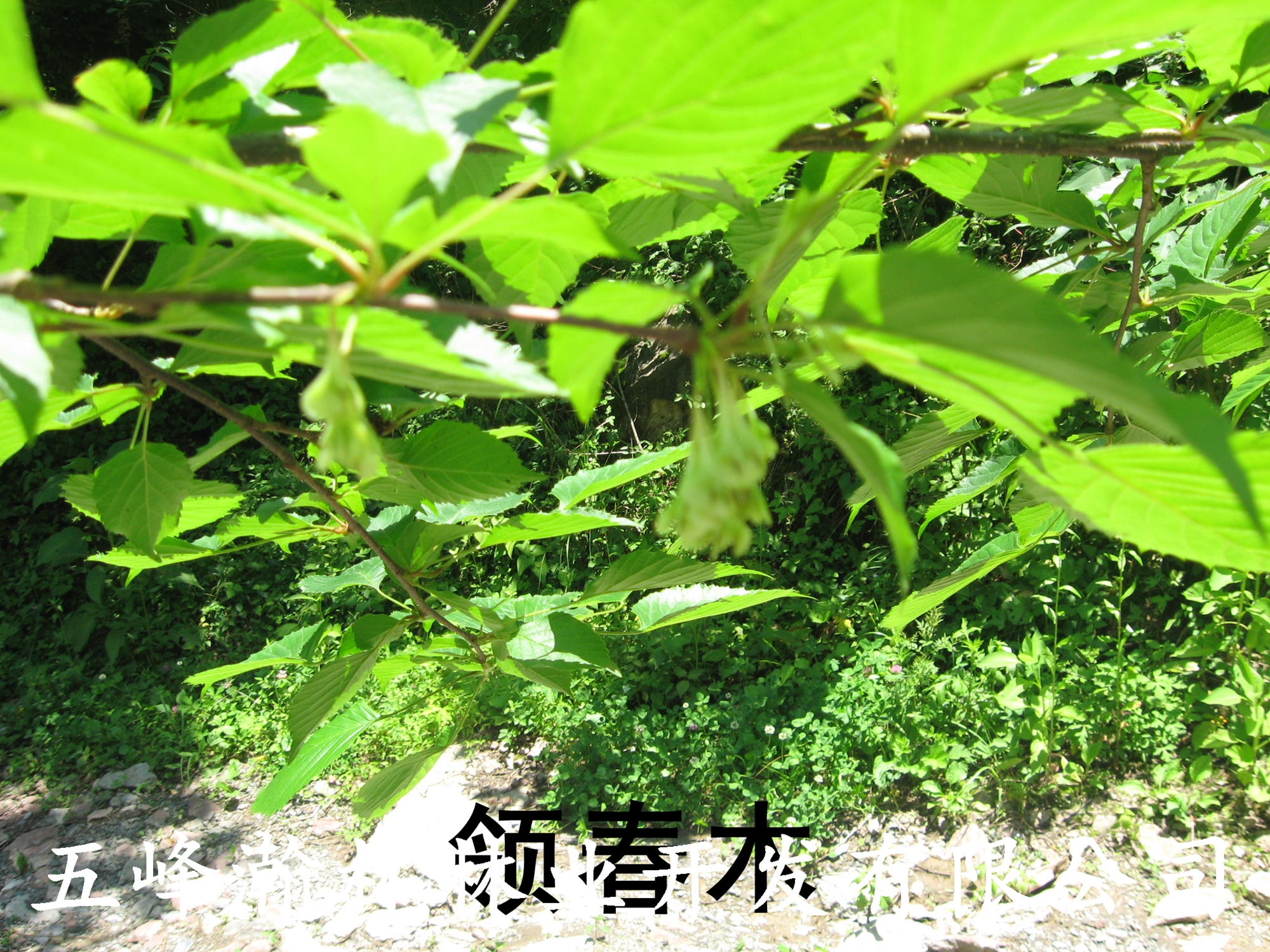 供應(yīng)*樹種領(lǐng)春木苗