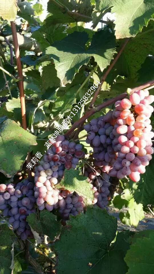 供應吉林茉莉香葡萄苗,吉林茉莉香葡萄苗價格，吉林茉莉香葡萄苗報價
