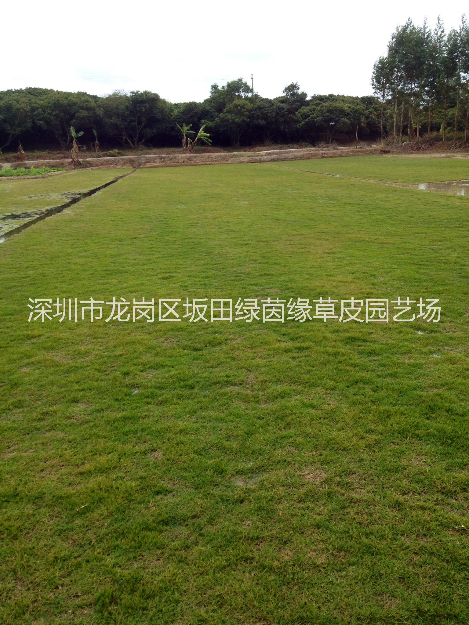 供應(yīng)用于地被草的東莞草皮【綠茵緣】基地.東莞草業(yè)：批發(fā)、出售臺灣草皮、馬尼拉草皮、大葉油草皮、玉龍草皮。規(guī)格24cm、耐