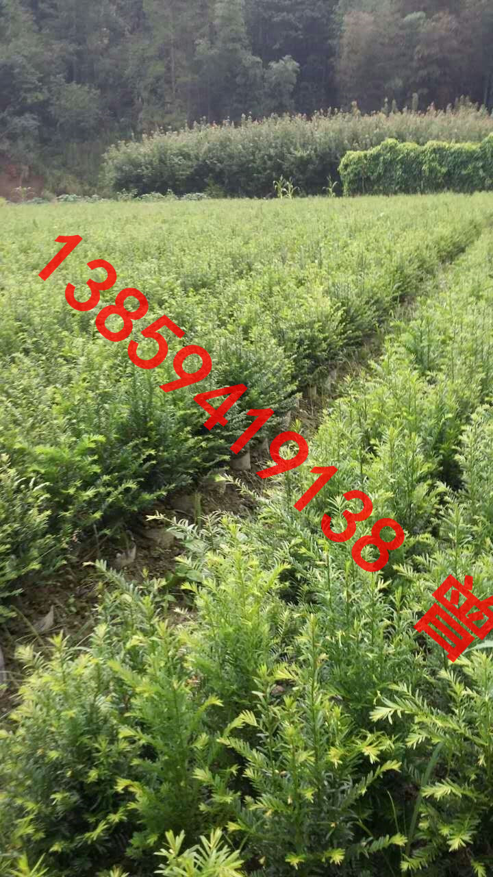 供應(yīng)紅豆杉小盆景