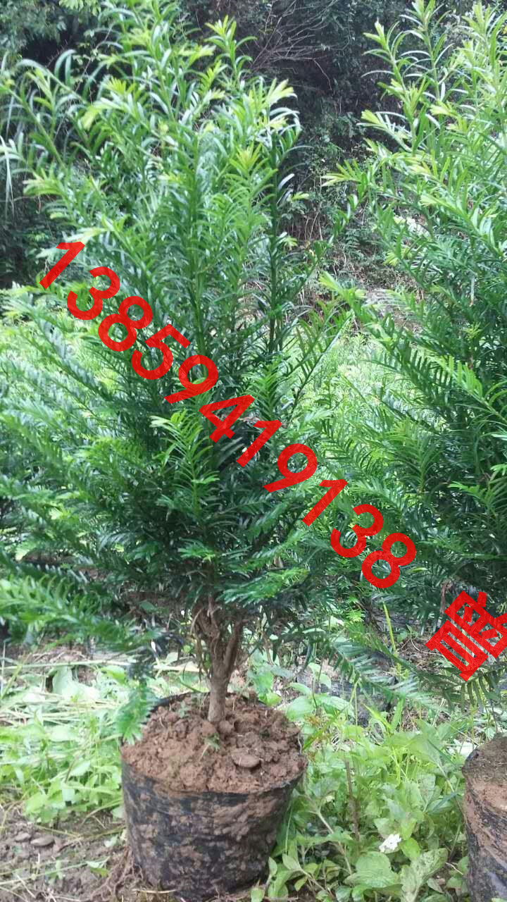 供應(yīng)紅豆杉小盆景