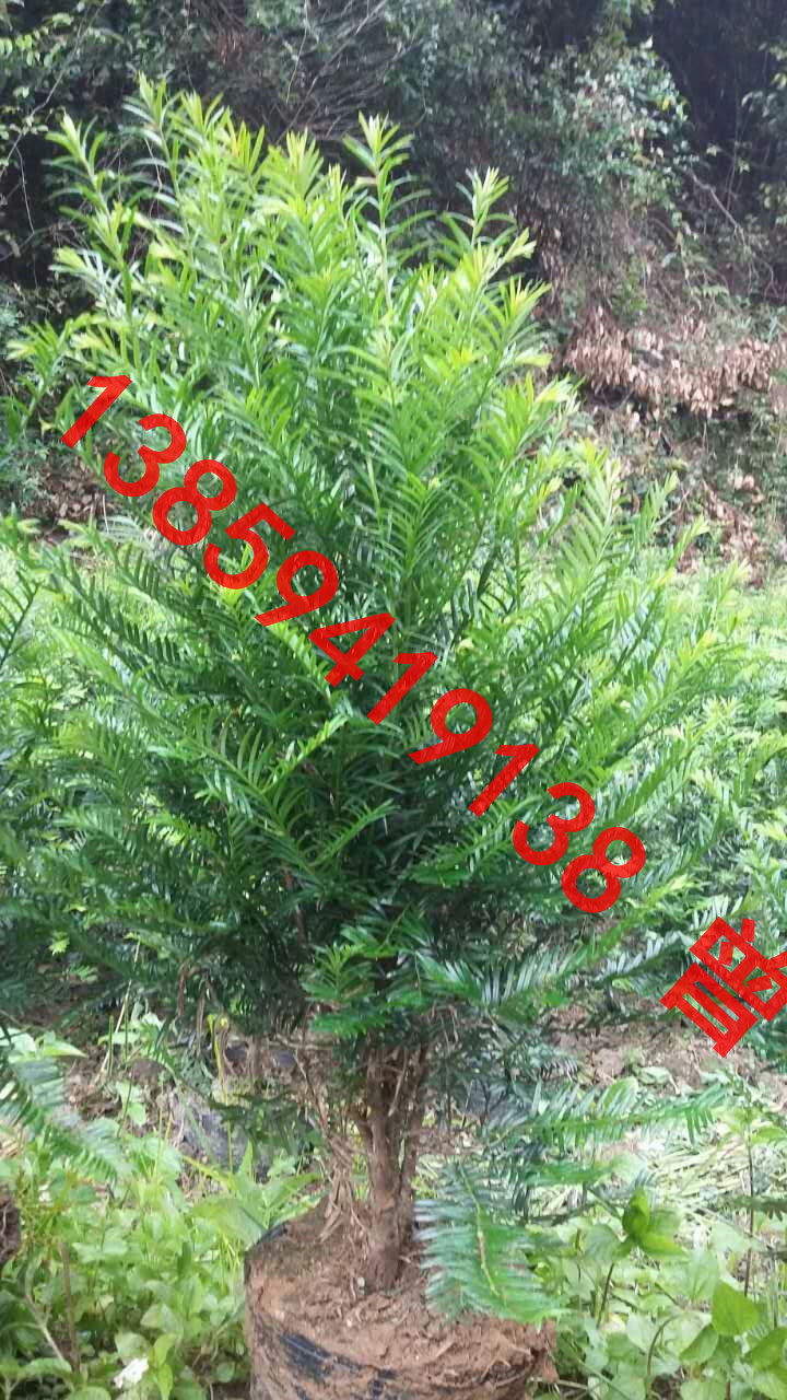 供應(yīng)紅豆杉小盆景