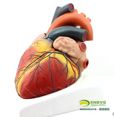 供應(yīng)ENOVO正品放大人體心臟模型