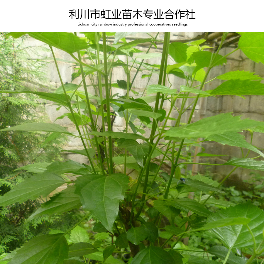 供應利川豆腐樹苗