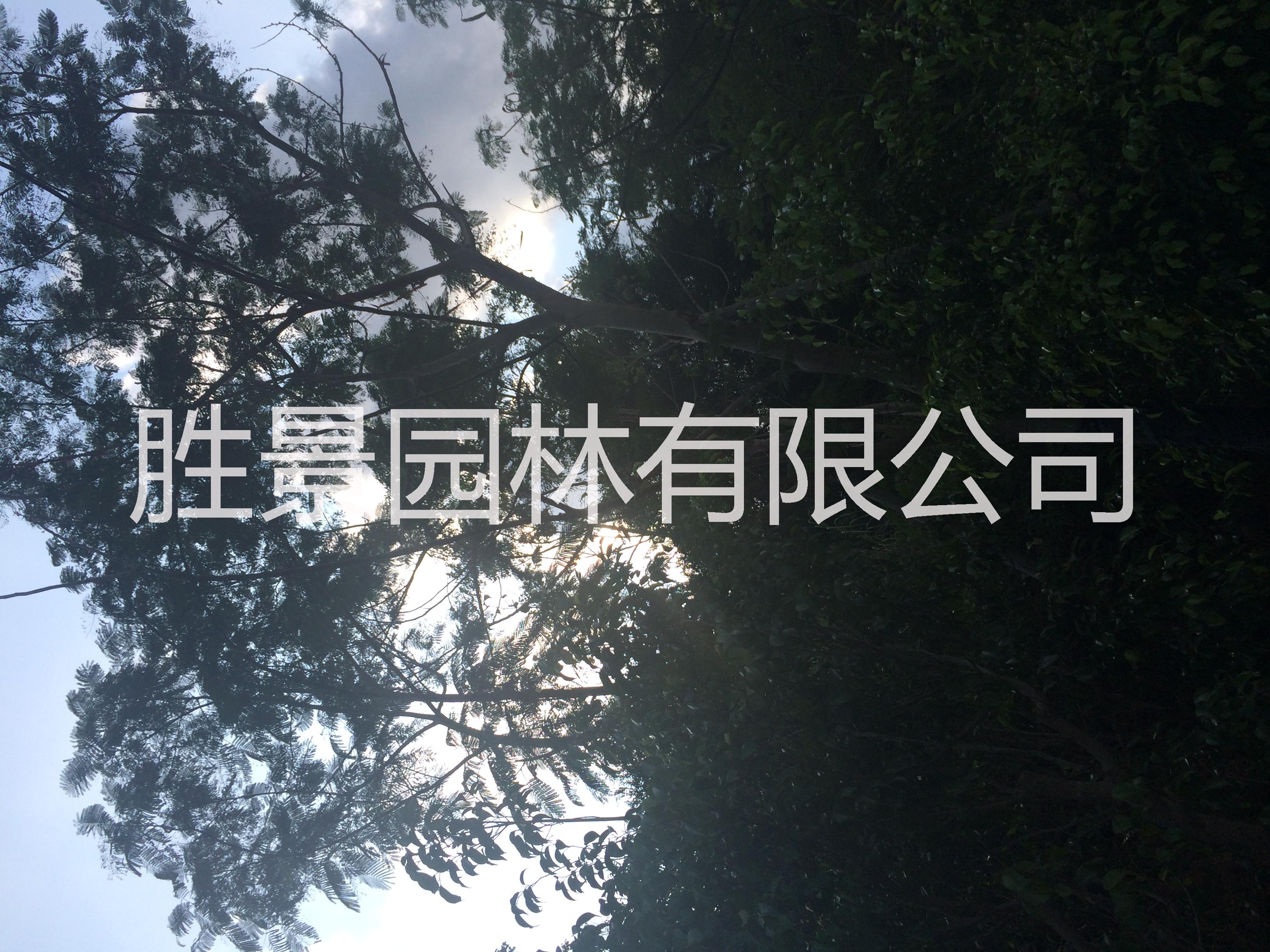 供應(yīng)用于行道樹，的供應(yīng)18-20全冠鳳凰木