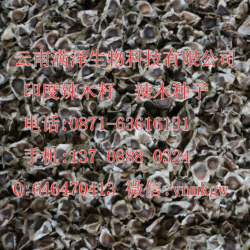 辣木籽生長(zhǎng)海拔，辣木籽生長(zhǎng)環(huán)境，辣木籽生長(zhǎng)要求，辣木籽種植技術(shù)