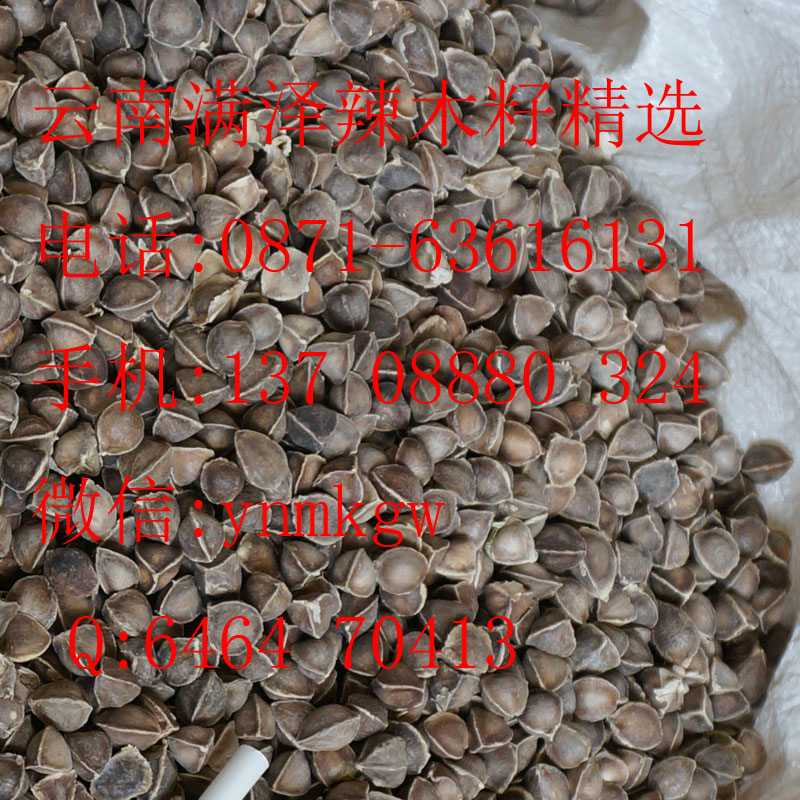 保山辣木籽，保山辣木種子，云南滿澤保山施甸辣木籽種植基地，云南辣木籽，保山辣木茶，辣木葉，辣木粉，保山辣木苗